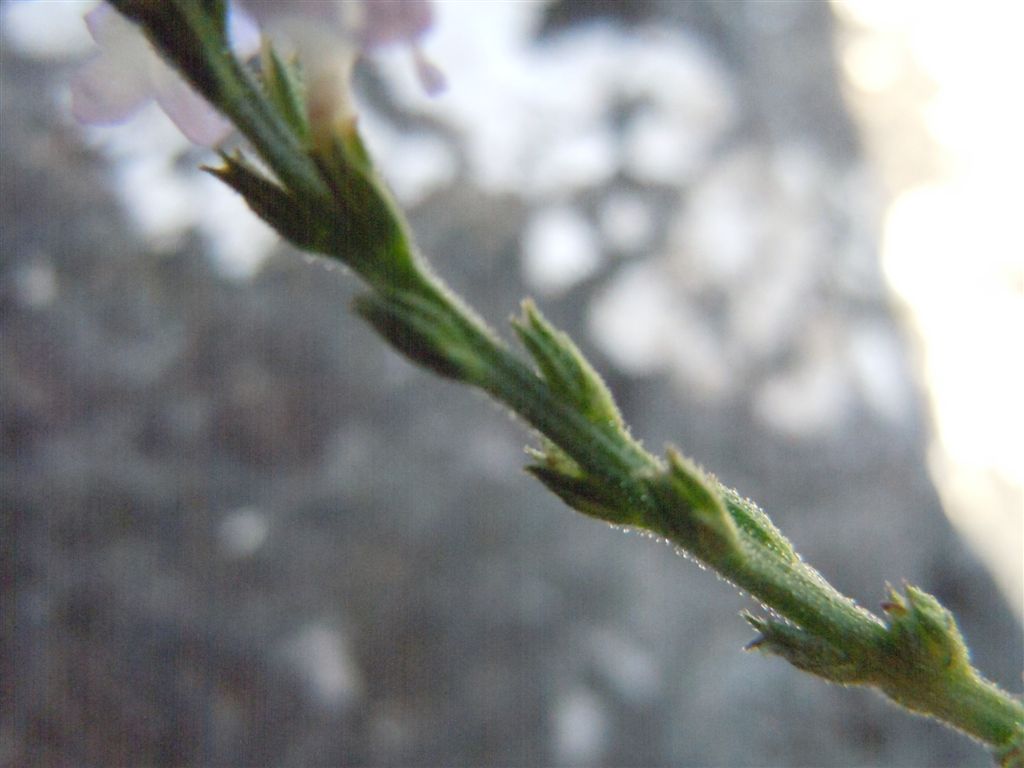 Verbena officinalis